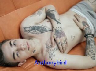 Anthonybird