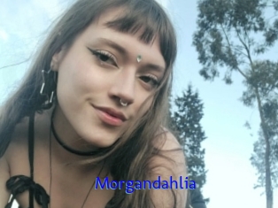 Morgandahlia